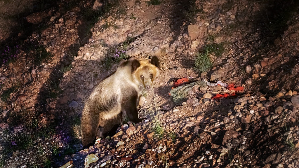 Tibetan Brown Bear From 815300 On August 9 2023
