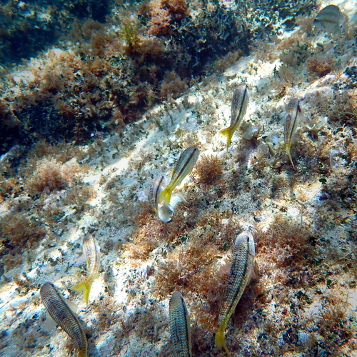 Striped Red Mullet