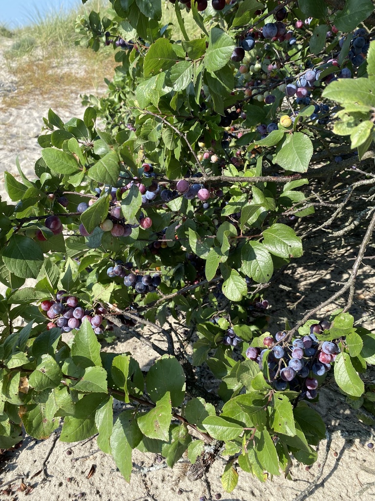 Beach Plum from Standish St, Ocean Bluff, MA, US on September 4, 2023