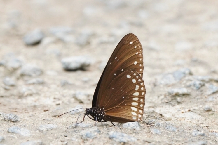 Double-branded Crow Butterfly from Mangalam, Tamil Nadu 636602, India