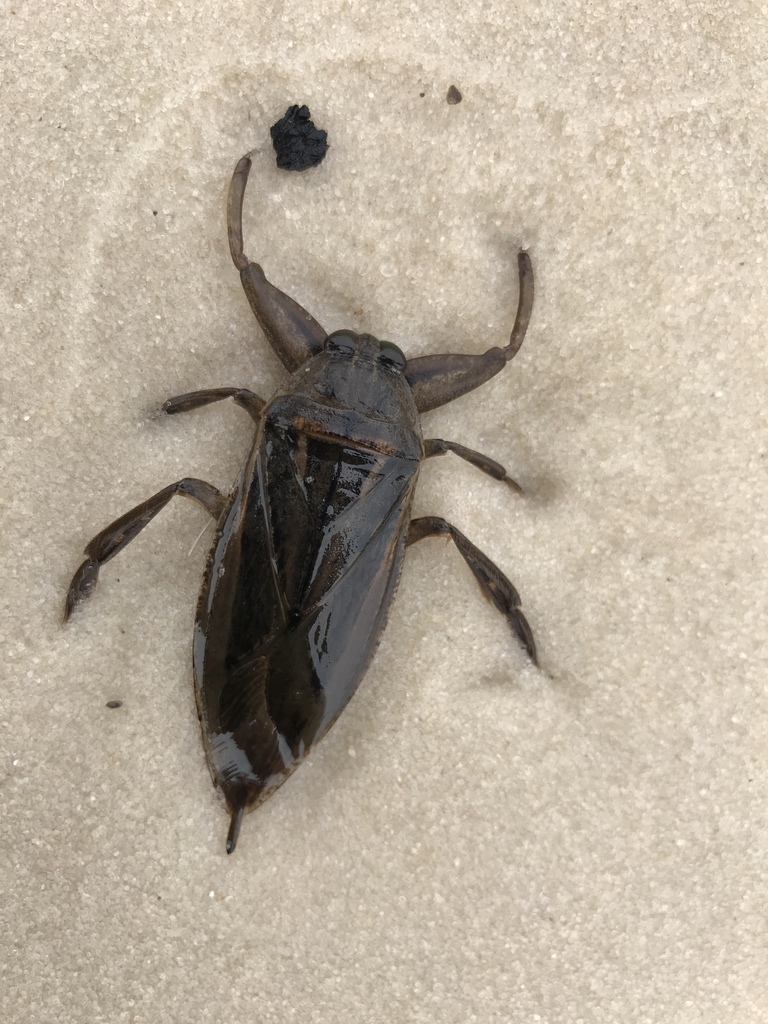 Uhler's Giant Water Bug from 12651293 Beach Dr, Gulfport, MS, US on