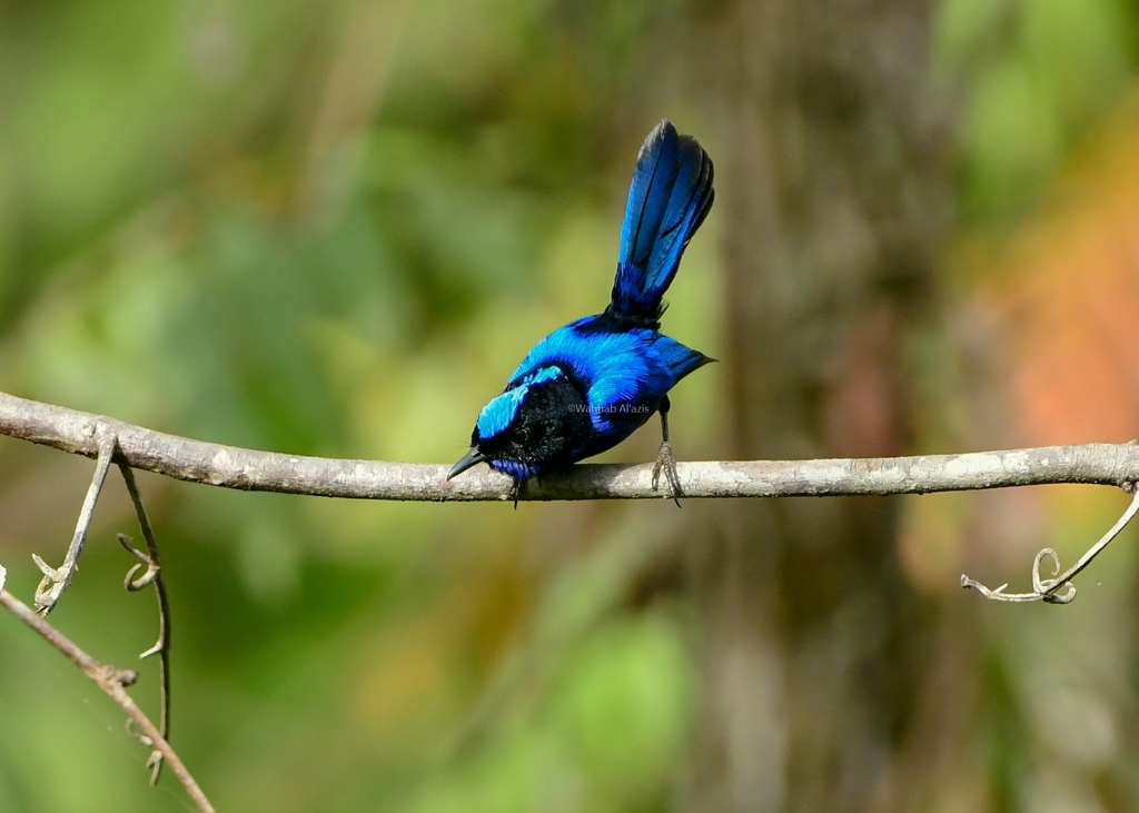 Emperor Fairywren photo