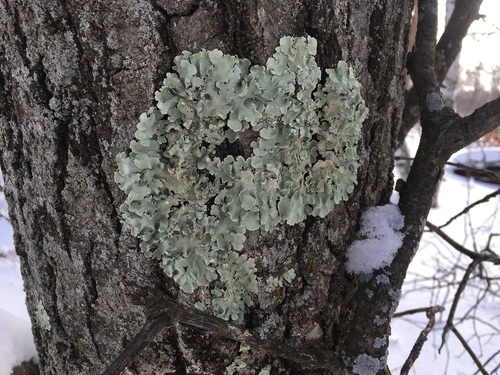 photo of Greenshield Lichens (Flavoparmelia)