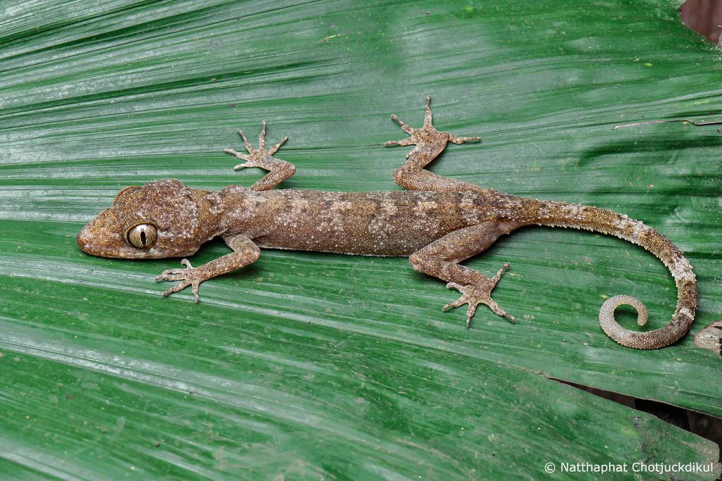 Cyrtodactylus uthaiensis from Khao Kwang Thong, Nong Chang District