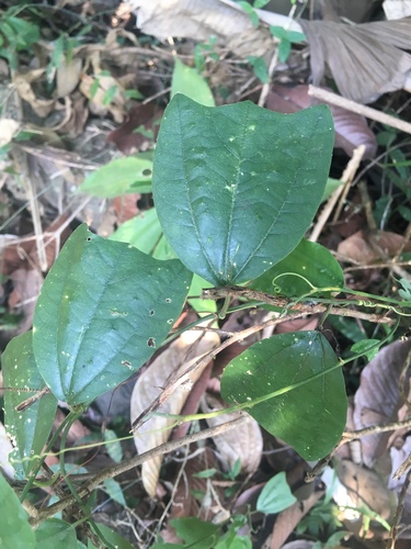 Passiflora helleri image