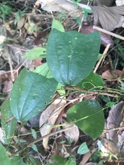 Image of Passiflora helleri