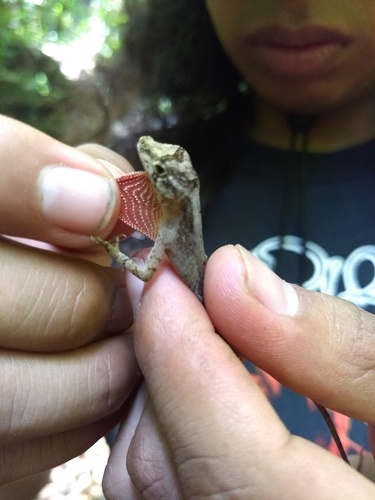 Hidalgo Anole
