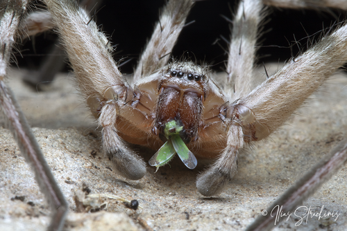 Walckenaer's Huntsman Spider