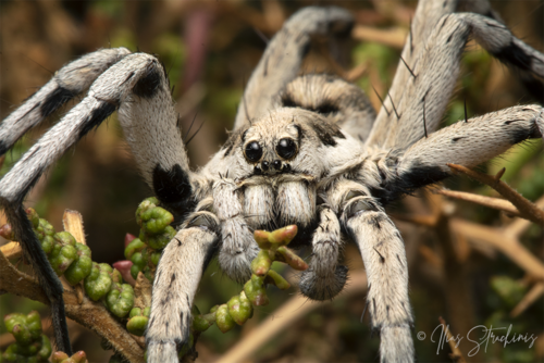 Lycosa praegrandis