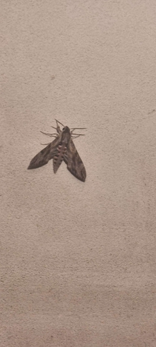 Convolvulus Hawkmoth
