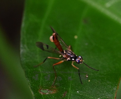 Adrama apicalis