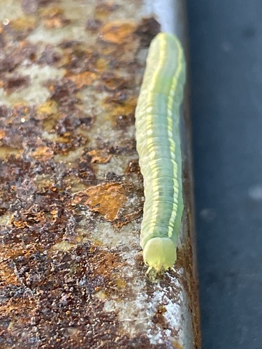 Common Gluphisia Moth