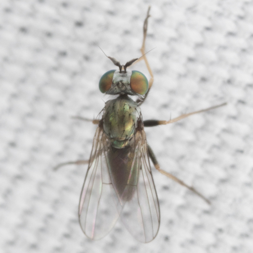 Chrysotus lamellifer
