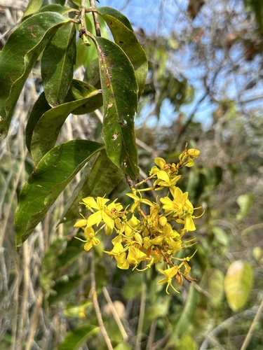 Ouratea hexasperma