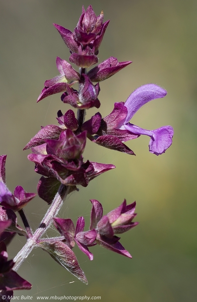 Salvia de Canarias