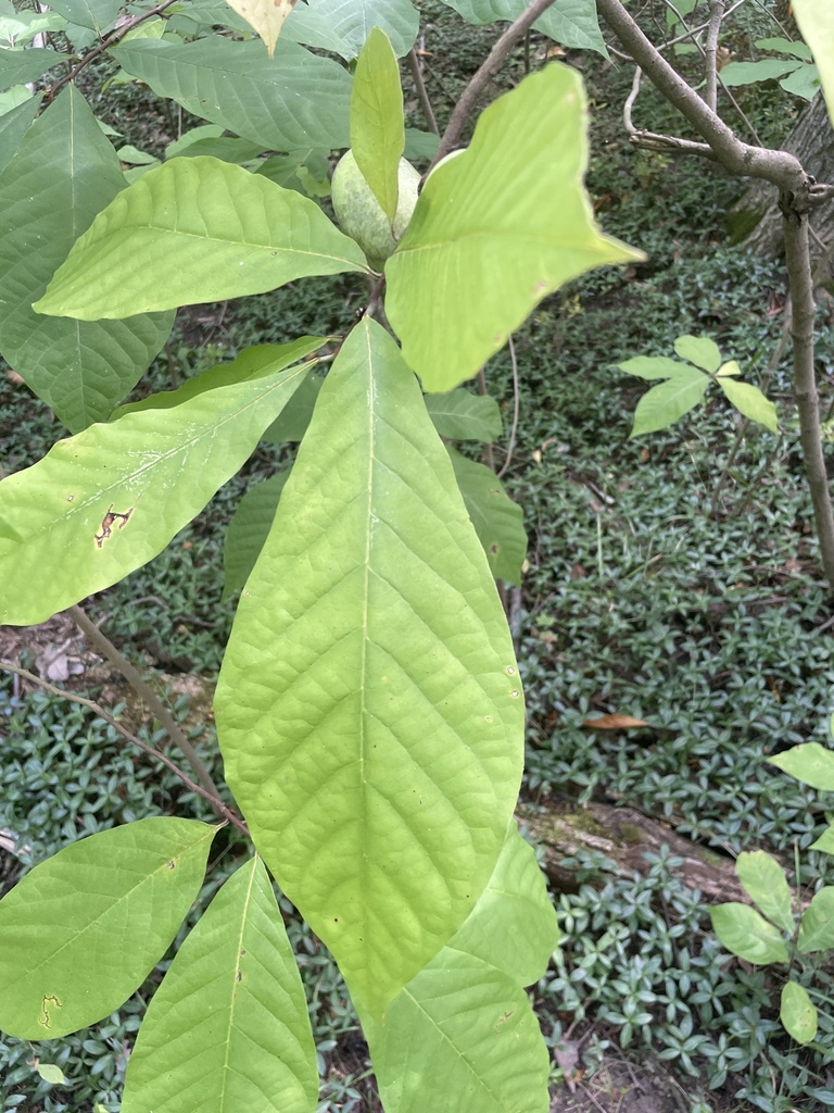 common pawpaw from E Withrow St, Oxford, OH, US on September 5, 2023 at ...