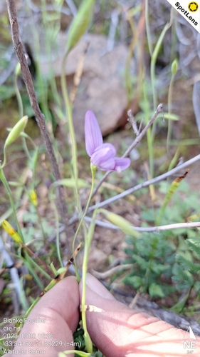 Gamkaskloof Satin (Geissorhiza monticola)