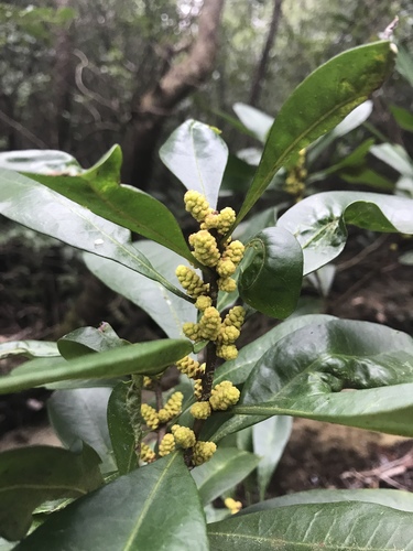 scentless bayberry