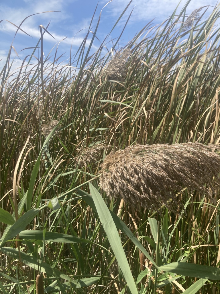 European reed from Westchester, IL, US on September 5, 2023 at 12:08 PM ...