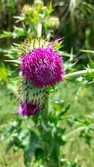 Cirsium mexicanum image