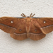 Chinese Tussar Moth - Photo (c) Francisco Truyols, all rights reserved, uploaded by Francisco Truyols