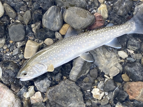 Bull Trout
