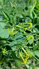 Cyclanthera carthagenensis image
