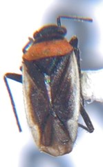 Image of Hadronema pictum