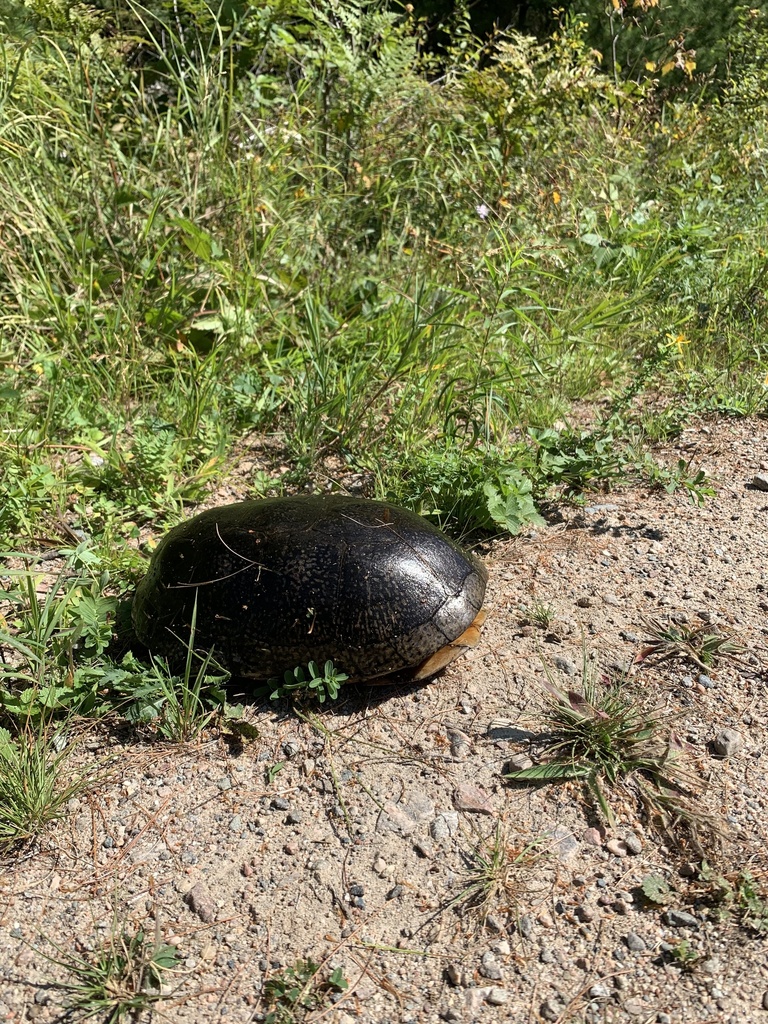 Blanding's Turtle in September 2023 by MartyM. Moved off bush road into ...