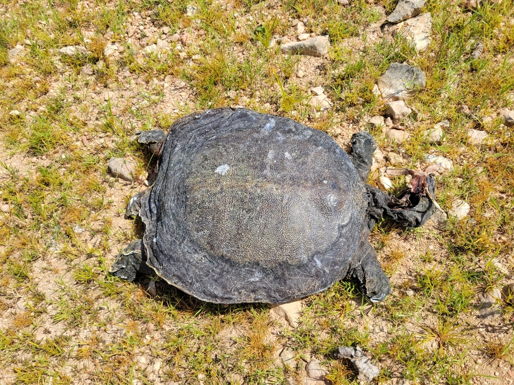 Softshell Eastern Eastern Spiny Softshell from Little Flock, AR 72756, USA on September 5 ...