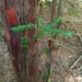 Taxus brevifolia - Photo (c) SLJ Carson, όλα τα δικαιώματα διατηρούνται, uploaded by SLJ Carson