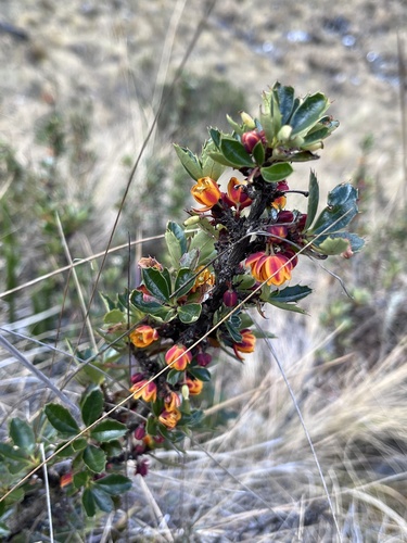 Berberis saxicola