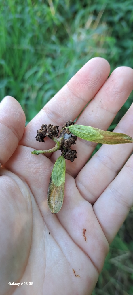 Ash Key Gall Mite from Leconfield, UK on September 5, 2023 at 02:58 PM ...