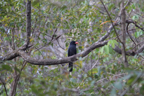 Black-fronted Nunbird