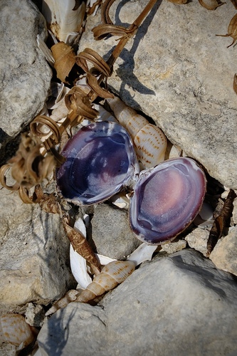 Purple-Nacre Clam