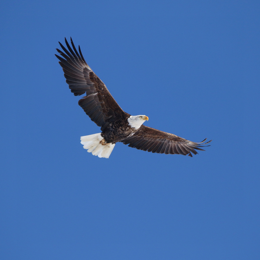 Bald eagle from newberry mi us on february 9 2021 at 04 16 pm by