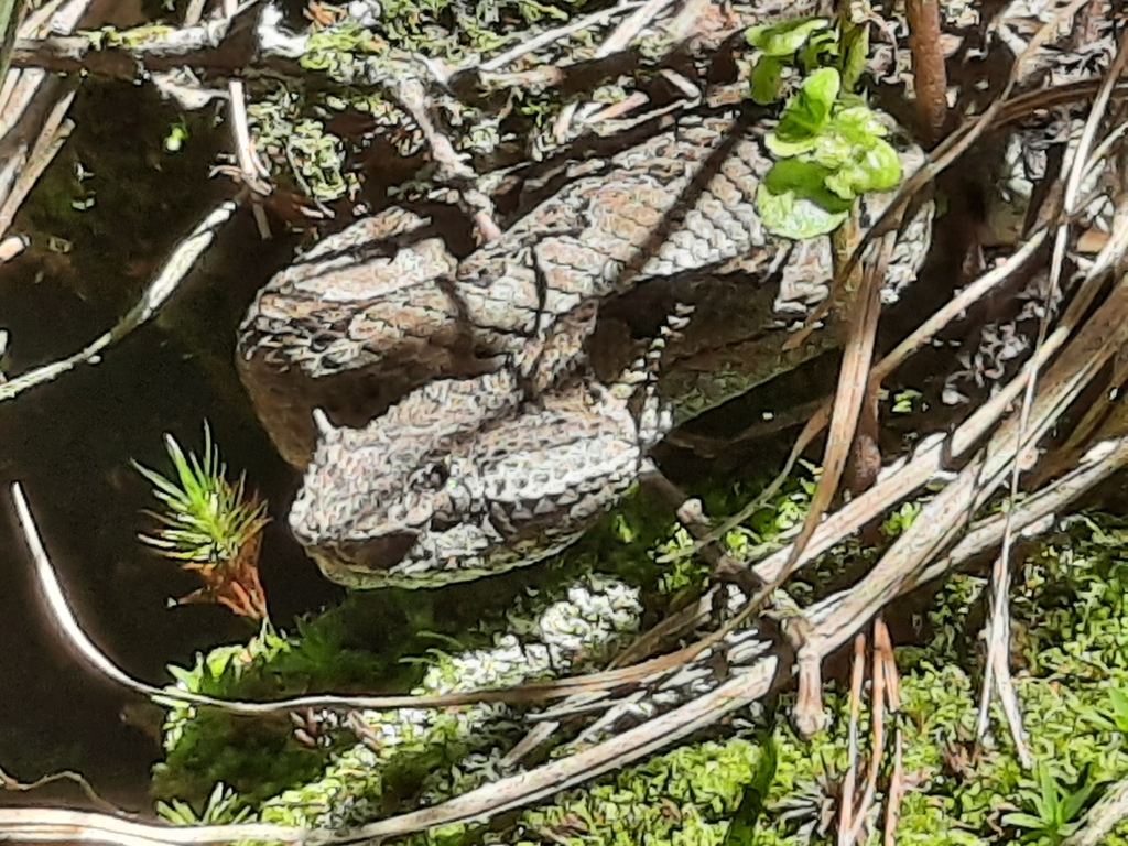 Mexican Horned Pit Viper from 75995 Pue., México on September 5, 2023