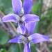 Northern Bog Violet - Photo (c) Corey, all rights reserved, uploaded by Corey