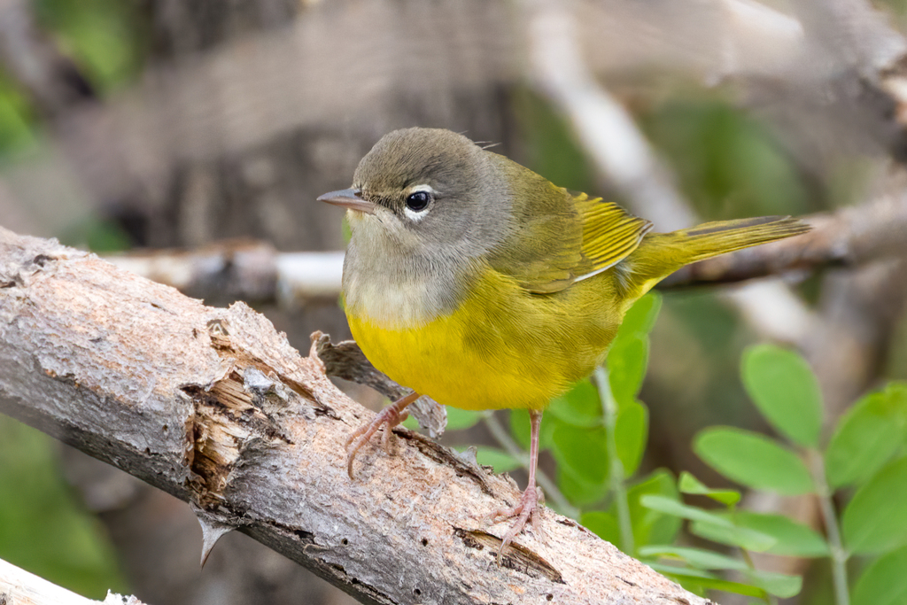 MacGillivray's Warbler from Mt Lemmon, AZ 85619, USA on August 28, 2023 ...