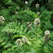 Astragalus uliginosus - Photo (c) snv2, כל הזכויות שמורות, הועלה על ידי snv2
