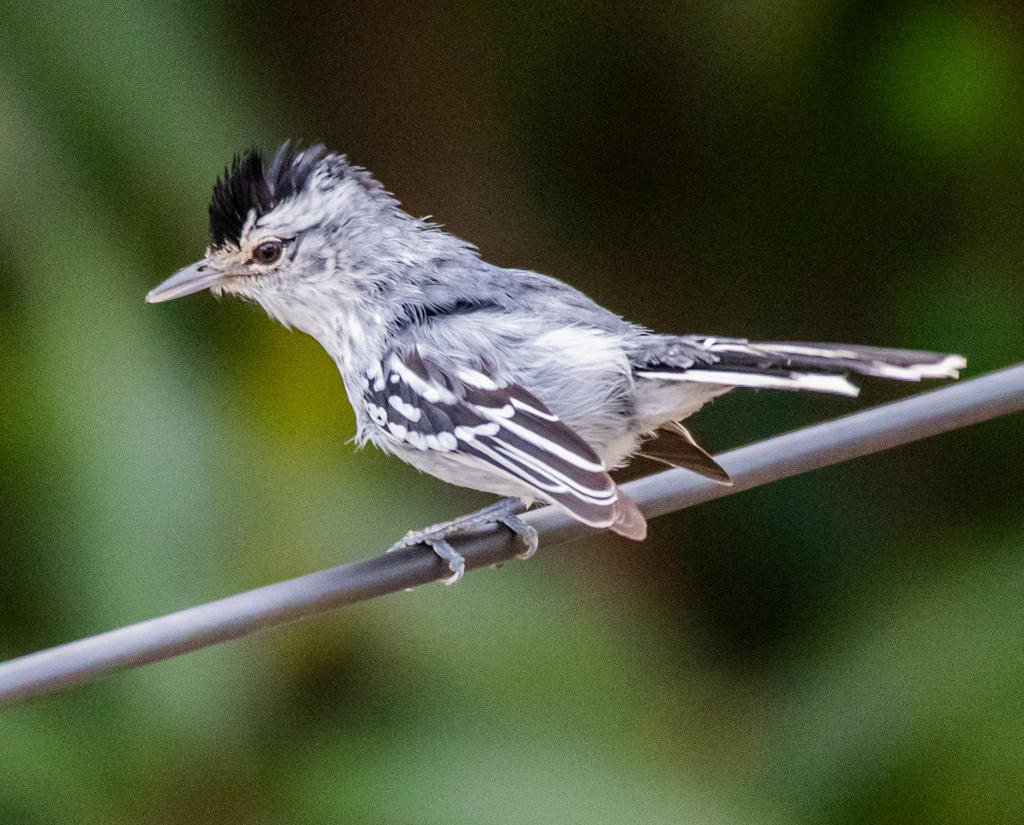 Black-capped Antwren (Herpsilochmus atricapillus) photo