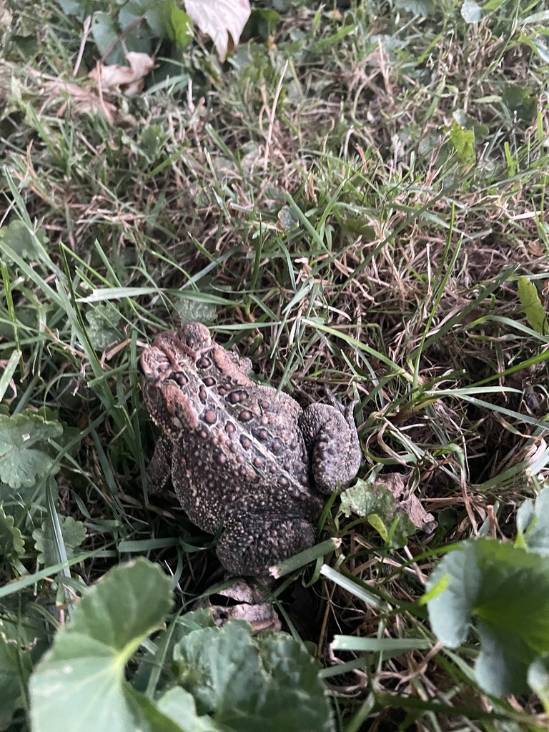 American Toad from S Third St, Bellevue, IA, US on September 5, 2023 at ...