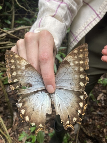 標本 Peru Morpho teseus juturia 122mm LOT OF 5 MORPHO THESEUS JUTURNA A- UNMOUNTED WINGS CLOSED | eBay