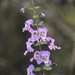Angelonia - Photo (c) pneuch, all rights reserved, uploaded by pneuch