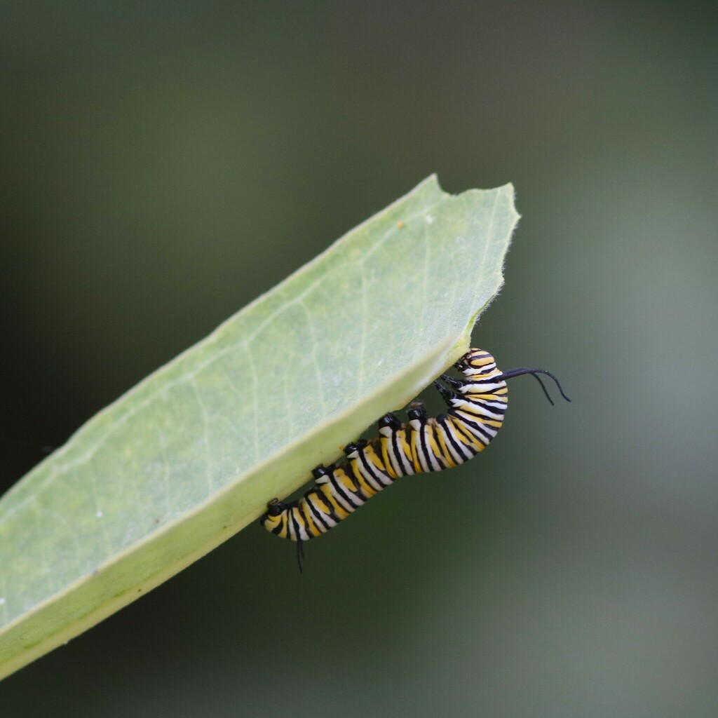 Monarch from Near Westside, Indianapolis, IN, USA on August 30, 2023 at