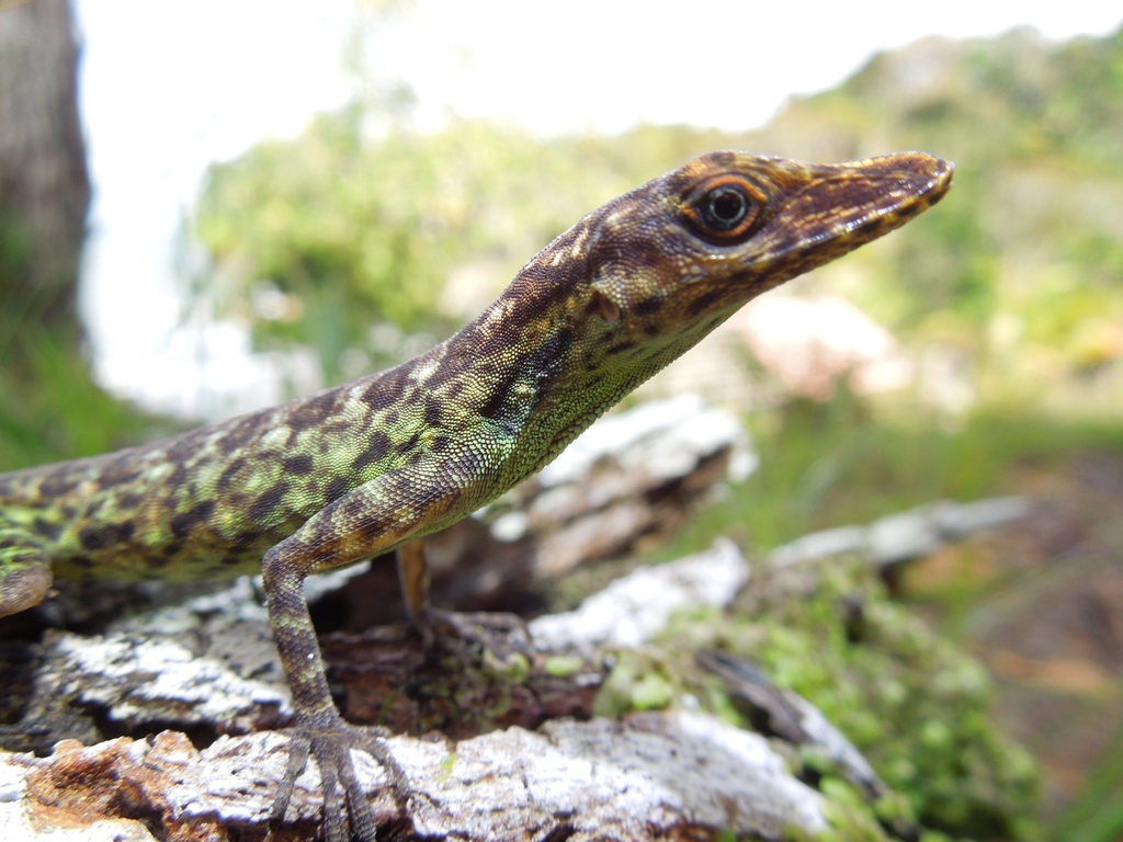 Anchicayá Anole from Buenaventura, Valle del Cauca, Colombia on August ...