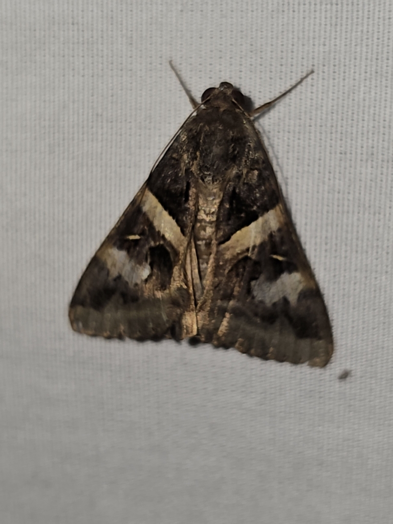 Indomitable Graphic Moth From Mission TX USA On September 1 2023 At   Large 