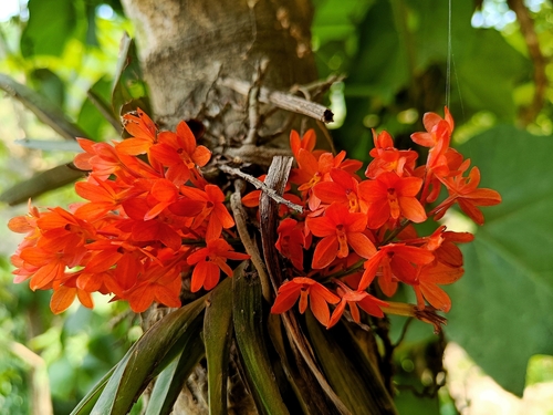 Karinae Orchid