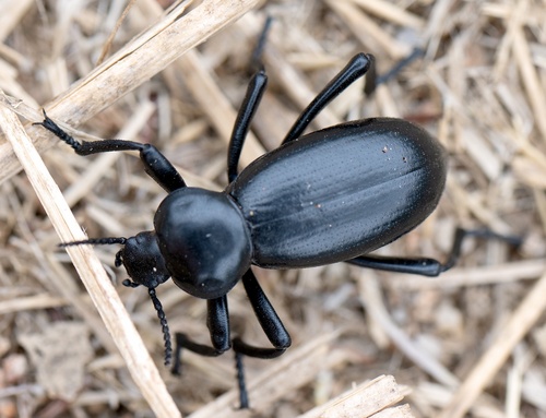 Eleodes grandicollis