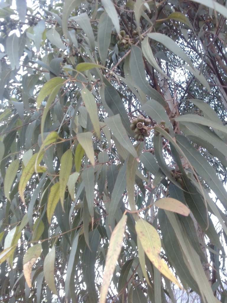 eucalyptus from Phiring, South Africa on September 4, 2023 at 0537 PM